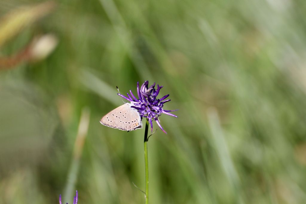 Lycaenidae